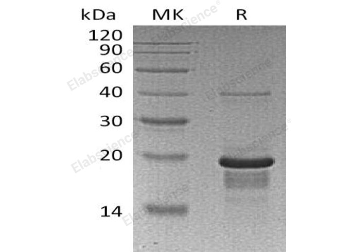 > 95 % as determined by reducing SDS-PAGE.