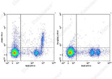 Anti-Mouse LPAM-1 Antibody [DATK32] - ABMIUM