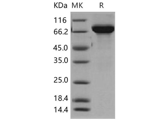 > 94 % as determined by reducing SDS-PAGE.