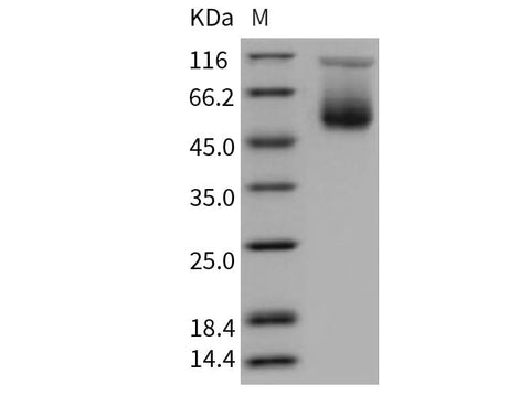 > 95 % as determined by reducing SDS-PAGE.