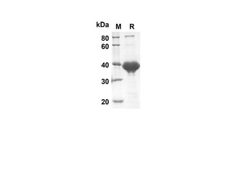 SDS-PAGE analysis of Rat CNTF proteins, 2 μg/lane of Recombinant Rat CNTF proteins was resolved with SDS-PAGE under reducing conditions, showing bands at 41.8. kDa.
