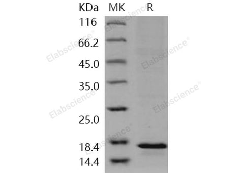 > 90 % as determined by reducing SDS-PAGE.