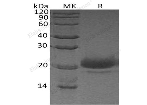 > 95 % as determined by reducing SDS-PAGE.