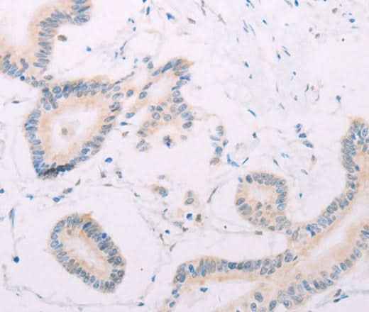 Anti-Human/Mouse/Rat MAP3K12 Antibody
