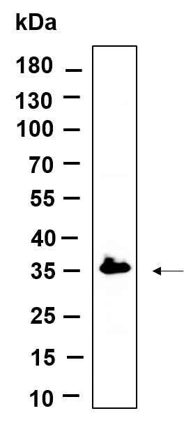 Anti-Human/Mouse/Rat C7orf42 Antibody [B953]