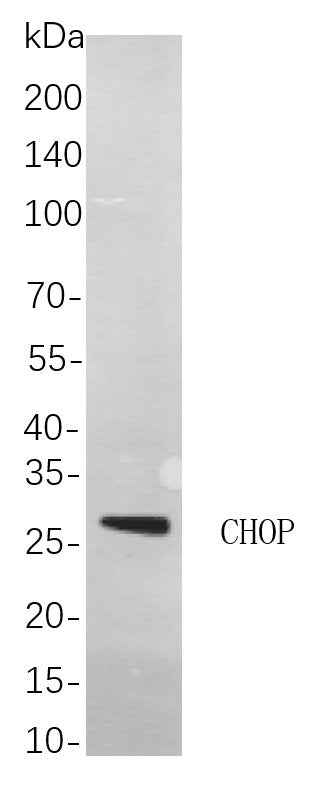 Anti-Human/Mouse/Rat CHOP Antibody [B878]