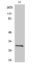 Western Blot analysis of 293T cells using Bcl-x Polyclonal Antibody at dilution of 1:500.