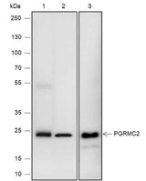 Anti-Human/Rat/Mouse PGRMC2 Antibody [A642]