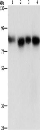 Anti-Human/Mouse MAD1L1 Antibody - ABMIUM
