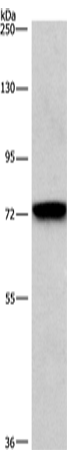 Anti-Human/Mouse CD239 Antibody - ABMIUM