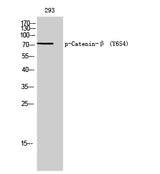 Western Blot analysis of 293T cells with Phospho-Catenin beta (Tyr654) Polyclonal Antibody
