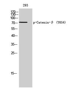 Western Blot analysis of 293T cells with Phospho-Catenin beta (Tyr654) Polyclonal Antibody