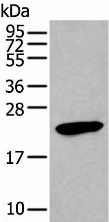 Anti-Human GKN1 Antibody