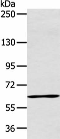 Western blot analysis of Raji cell using ATG16L1 Polyclonal Antibody at dilution of 1:600