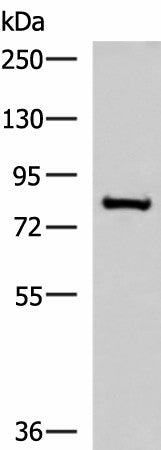Western blot analysis of RAW264.7 cell lysate using NPHP1 Polyclonal Antibody at dilution of 1:800