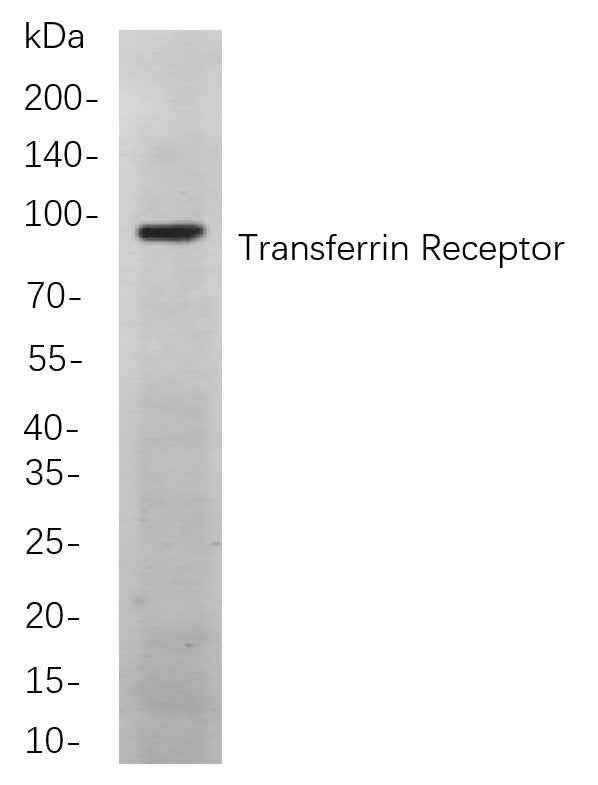 Anti-Human/Mouse/Rat Transferrin Receptor Antibody [B724] - ABMIUM