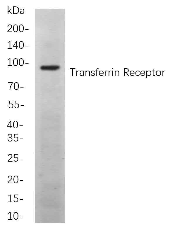Anti-Human/Mouse/Rat Transferrin Receptor Antibody [B724]