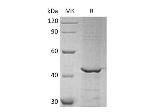 > 85 % as determined by reducing SDS-PAGE.