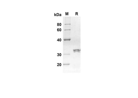 SDS-PAGE analysis of Mouse Ccl24 proteins, 2 μg/lane of Recombinant Mouse Ccl24 proteins was resolved with an SDS-PAGE under reducing conditions, showing bands at 30.1 kDa.