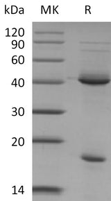 Recombinant Mouse IL-23 - ABMIUM