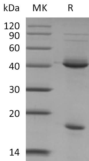 Recombinant Mouse IL-23 - ABMIUM