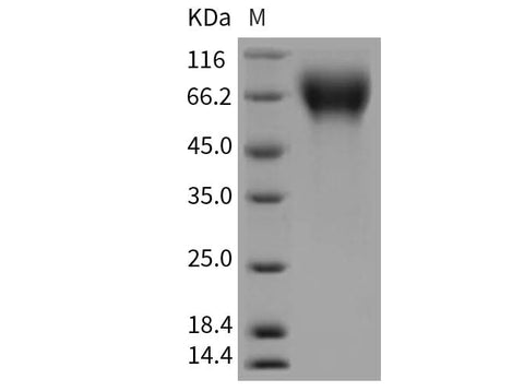 > 95 % as determined by reducing SDS-PAGE.