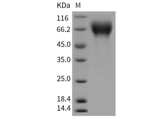 > 95 % as determined by reducing SDS-PAGE.
