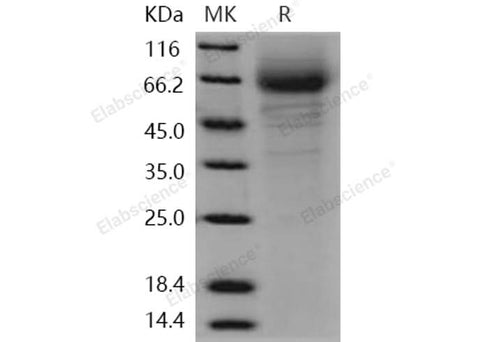 > 85 % as determined by reducing SDS-PAGE.