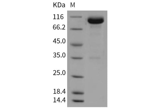 > 92 % as determined by reducing SDS-PAGE.