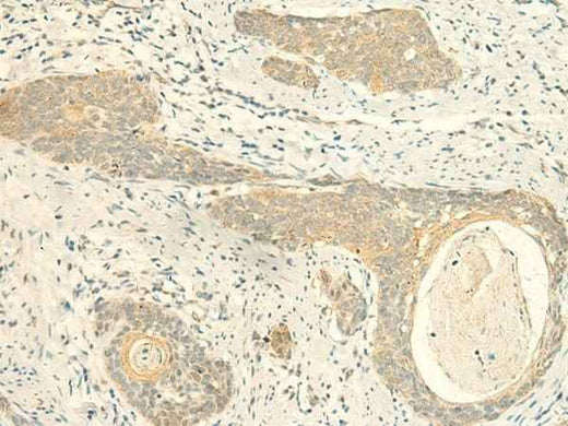 Anti-Human/Mouse/Rat MPV17 Antibody
