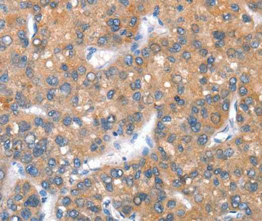 Anti-Human CD238 Antibody