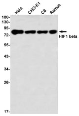 Western blot detection of HIF1 beta in Hela,CHO-K1,C6,Ramos using HIF1 beta Rabbit mAb(1:1000 diluted)