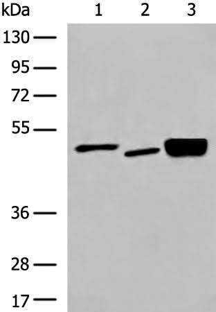 Anti-Human/Mouse DMTN Antibody - ABMIUM