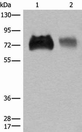 Western blot analysis of Jurkat and A375 cell lysates using SLC3A2 Polyclonal Antibody at dilution of 1:450