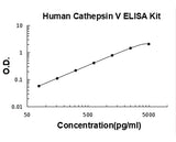 Human Cathepsin V/CTSV ELISA Kit PicoKine® Boster Bio