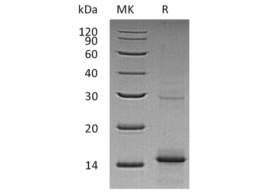 > 98 % as determined by reducing SDS-PAGE.