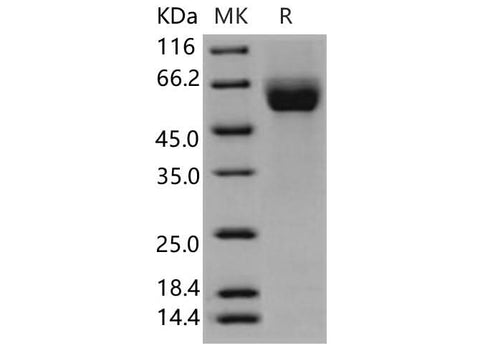 > 97 % as determined by reducing SDS-PAGE.