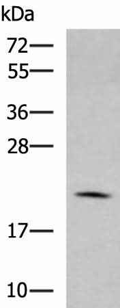 Anti-Human/Mouse/Rat MARCKSL1 Antibody