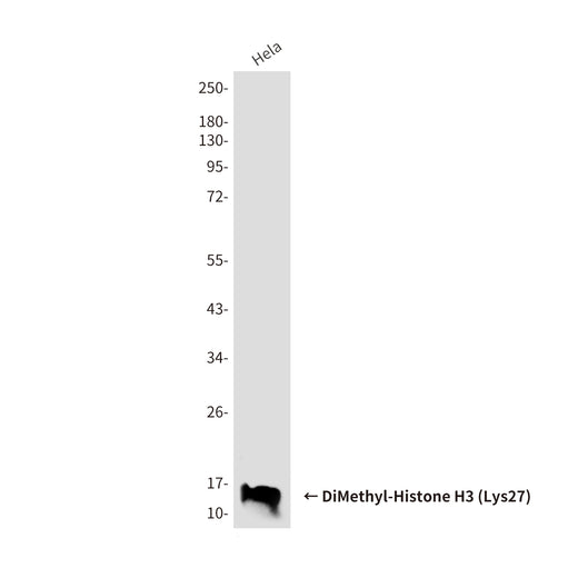 Anti-DiMethyl-Histone H3 (Lys27) Mouse Monoclonal Antibody