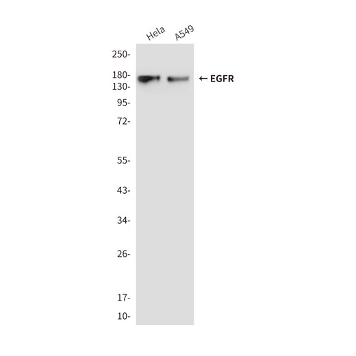 Anti-EGFR Mouse Monoclonal Antibody [6C9]