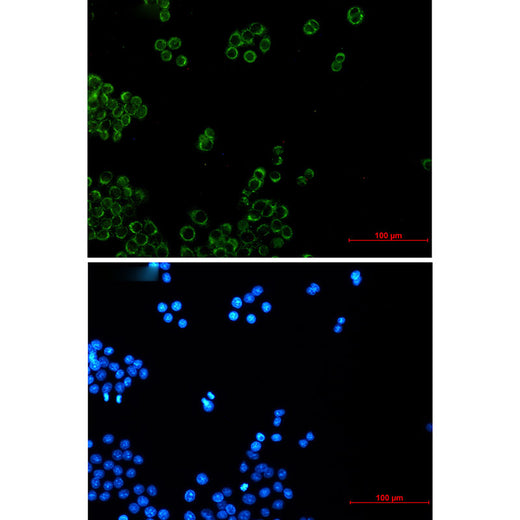 Anti-NDUFB4 Rabbit Monoclonal Antibody