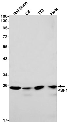 Anti-PSF1 Rabbit Monoclonal Antibody