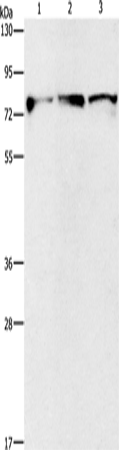 Anti-Human/Mouse KIF3A Antibody - ABMIUM