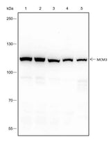 Anti-Human/Rat/Mouse MCM3 Antibody [A296]