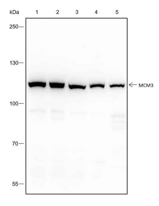 Anti-Human/Rat/Mouse MCM3 Antibody [A296] - ABMIUM