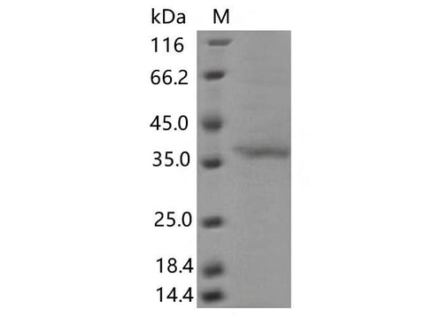 > 80 % as determined by reducing SDS-PAGE.