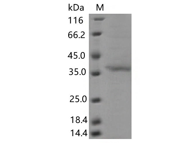 > 80 % as determined by reducing SDS-PAGE.