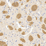 Immunohistochemistry analysis of paraffin-embedded mouse brain using MBP Polyclonal Antibody at dilution of 1:600.
