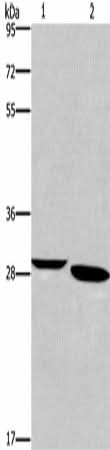 Anti-Human/Mouse NRG1 Antibody - ABMIUM