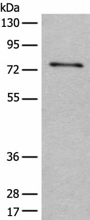 Anti-Human ADGRE3 Antibody - ABMIUM